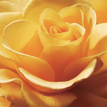 http://myimages.bravenet.com/107/597/349/2/4020~Yellow-Rose-Posters.jpg