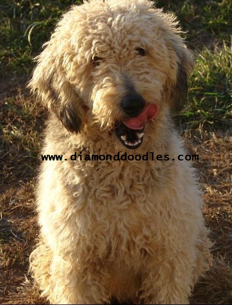 golden retriever mixed with a poodle. She is a Golden Retriever and