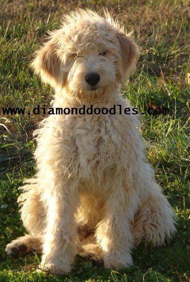 golden retriever mixed with a poodle. Picture of Golden Retriever