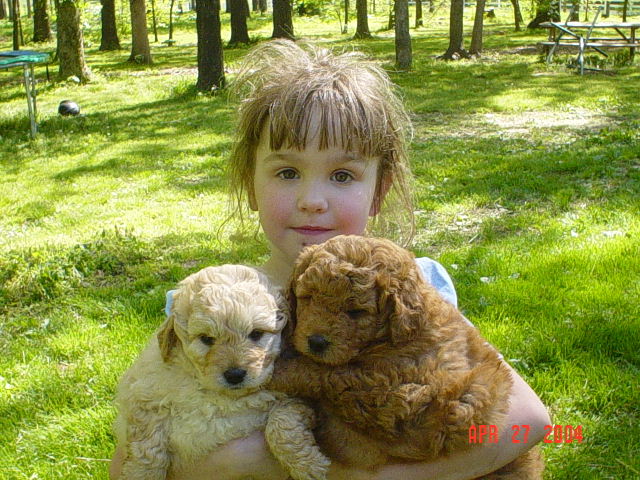 goldendoodle puppy pictures. F1 Goldendoodle pups!