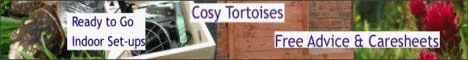 Cosy Tortoises- Online Tortoise Shop