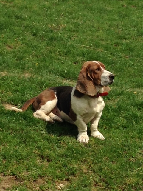 Clearview farms basset sales hounds