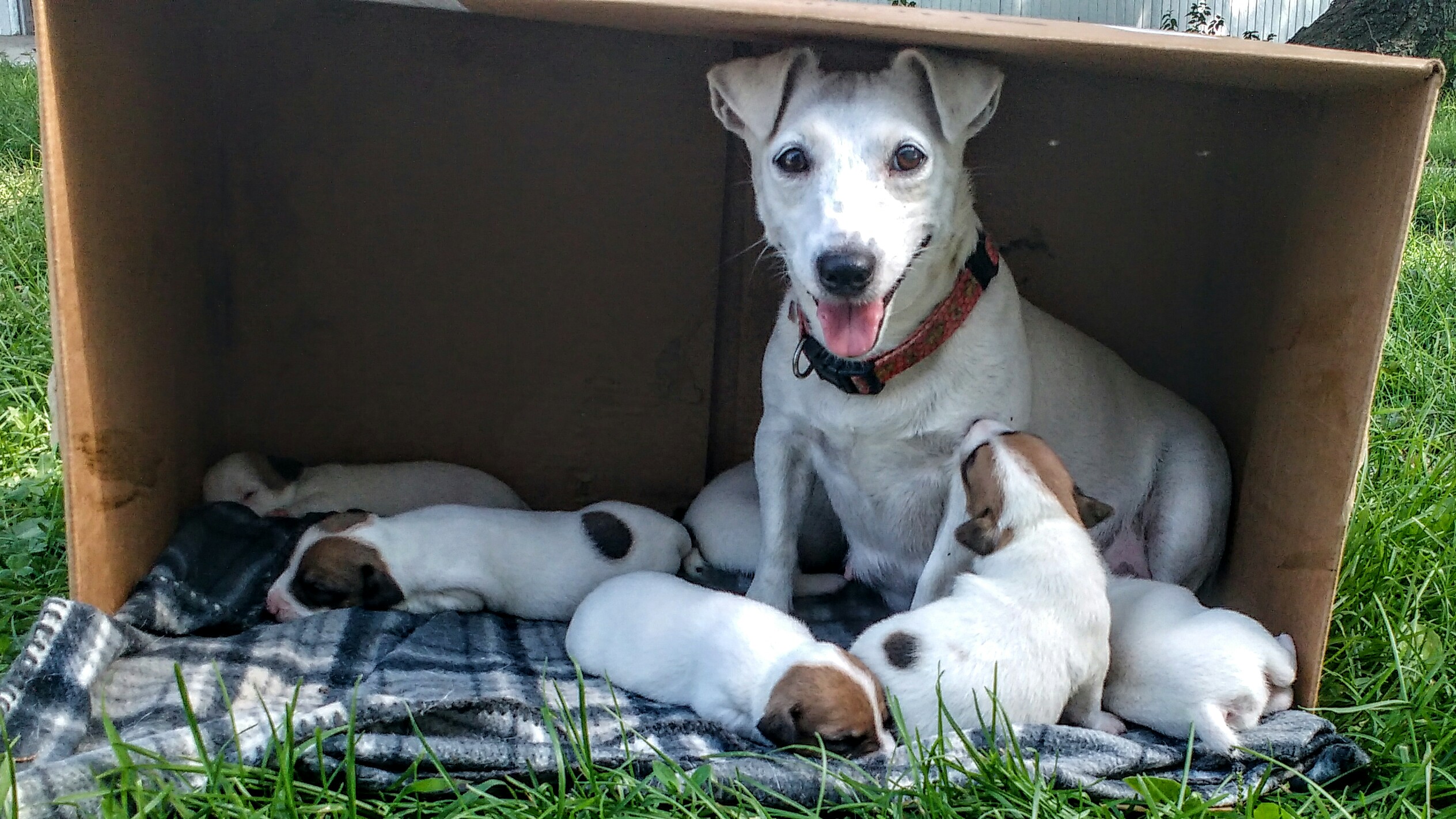 Clearview's Westfork Kennel JRTs provided by