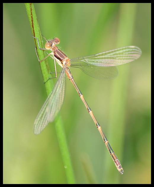 Dragonflies+mating