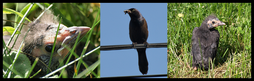 common grackle juvenile. common grackle male. common