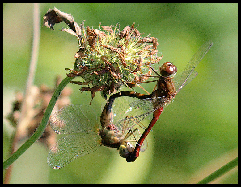 Dragonflies+mating