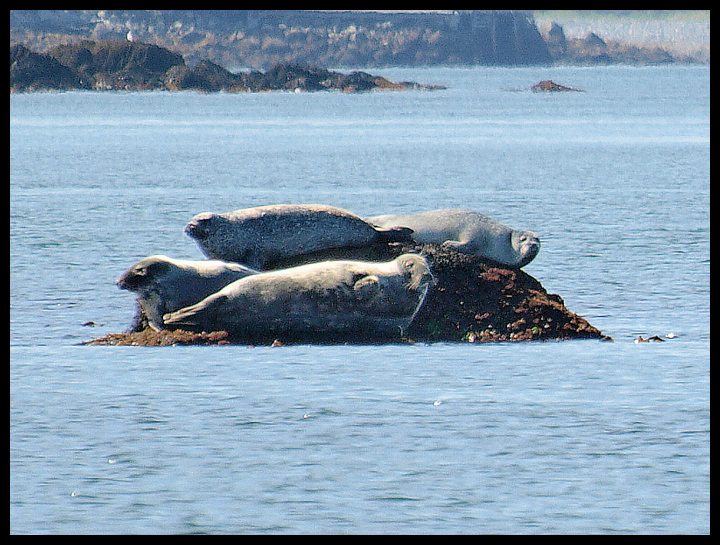 Tusket Islands