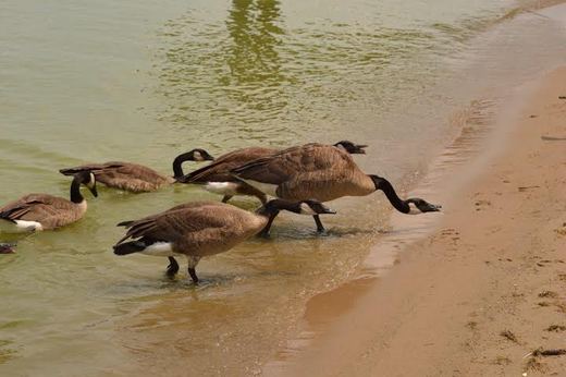 Canada goose vs clearance sam