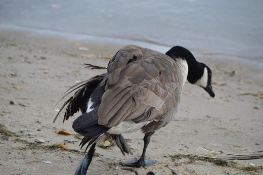 Injured canada discount goose