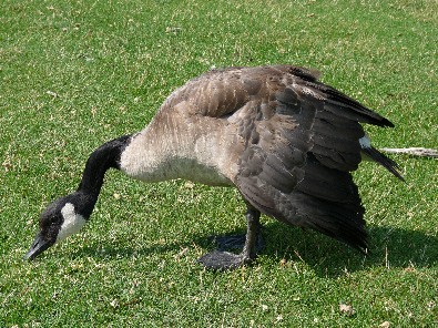 A Goose Walked Over My Grave Idiom