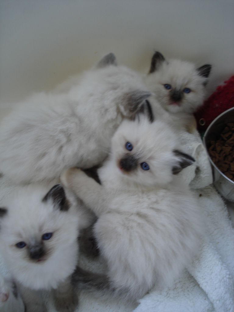 ragdoll for sale