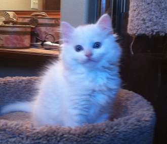 white ragdoll kitten with blue eyes