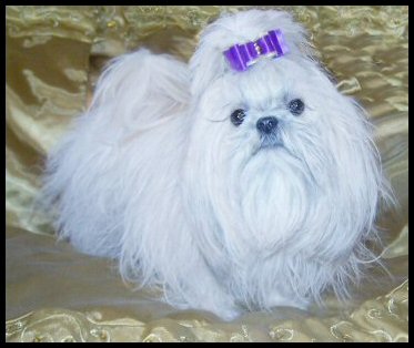 champion-sired-shih-tzu-puppies-for-sale
