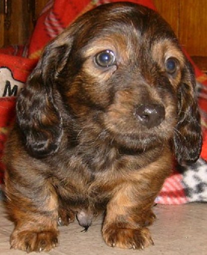 Pastpuppies Akc Miniature Dachshunds In California Dapples