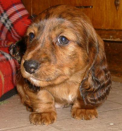 Pastpuppies Akc Miniature Dachshunds In California Dapples