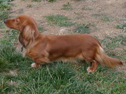 red long haired dachshund puppies. long haired dachshund dapple.