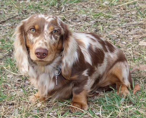 long haired chocolate dapple dachshund