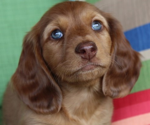 chocolate based cream dachshund