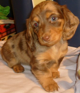 red dapple dachshund for sale