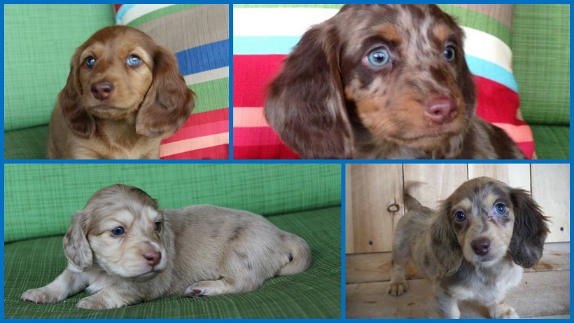 Akc Miniature Dachshunds In California Dapples Piebalds Blues