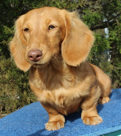 Females Akc Miniature Dachshunds In California Dapples