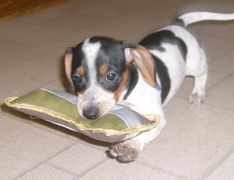 piebald mini dachshund for sale