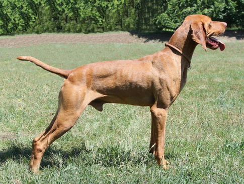 vizsla docked tail