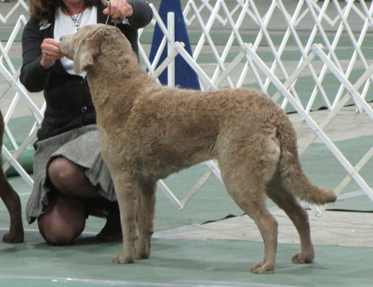 Ash chesapeake 2024 bay retriever