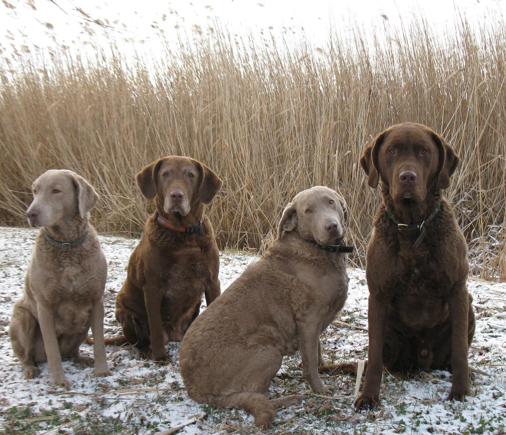 Four beautiful Chesapeake Bay Retriever dogs hunting