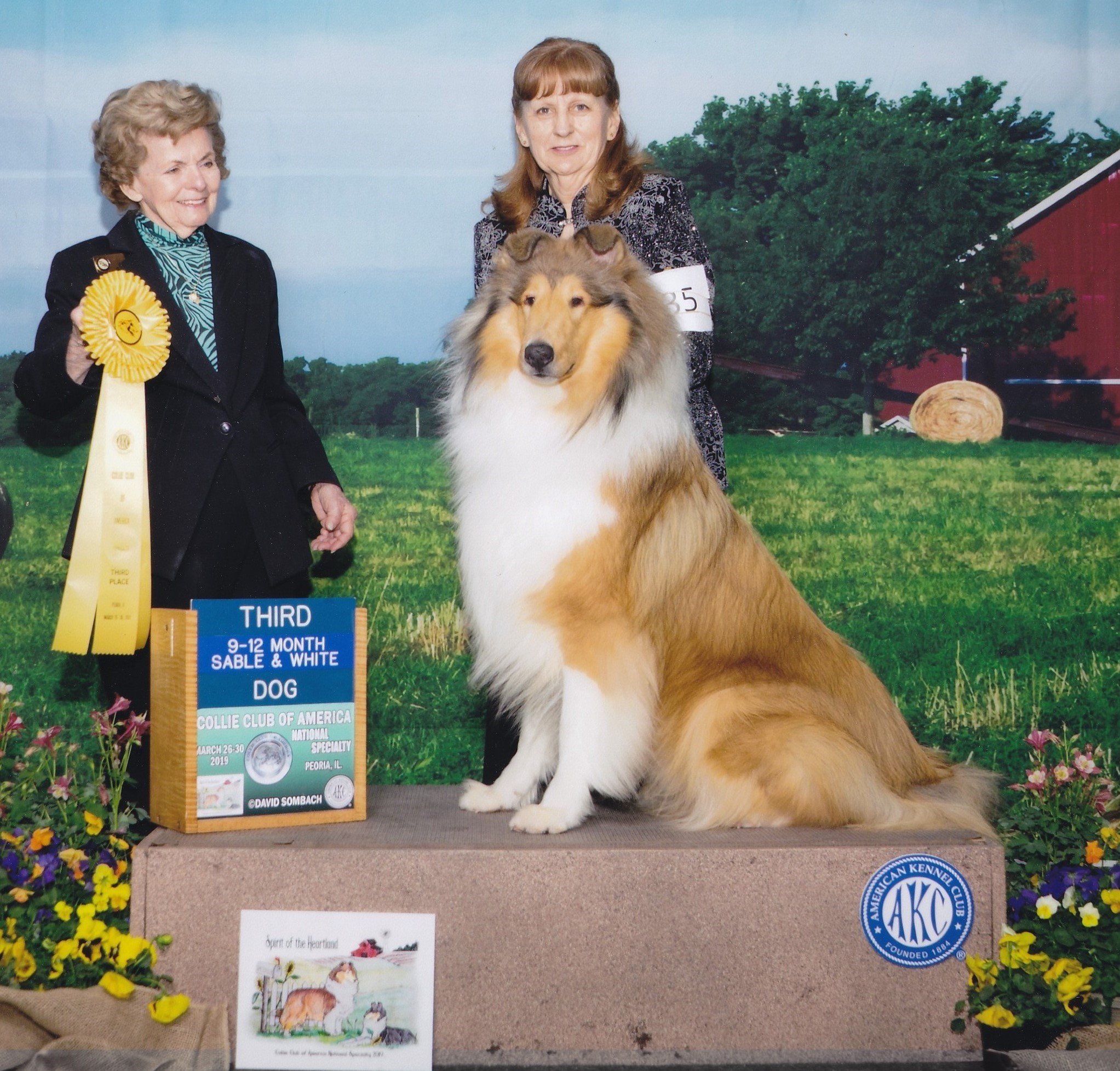 heartland shelties