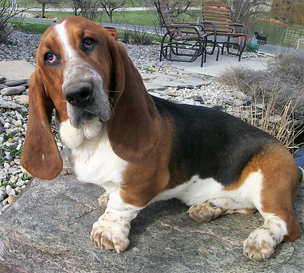 Basset Hounds at Clearview Acres