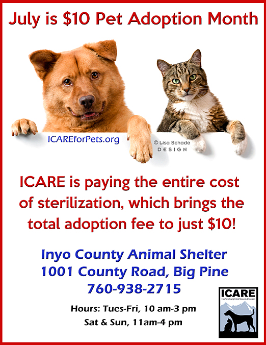 icare dog rescue