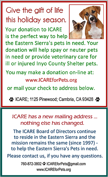 Rescue Dog | Pet Bowl (2 sizes) — I.C.A.R.E. Dog Rescue