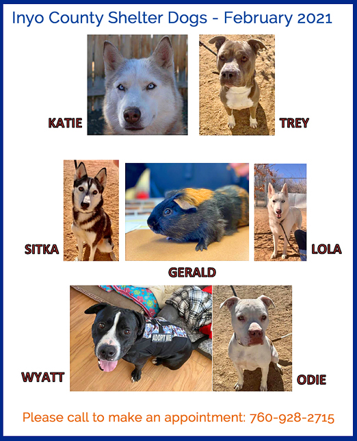 icare dog rescue icare dog rescue