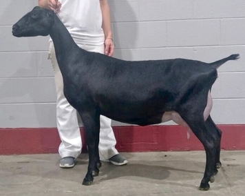 B Kastdemur's Louis Vuitton - Kastdemur's Dairy Goats
