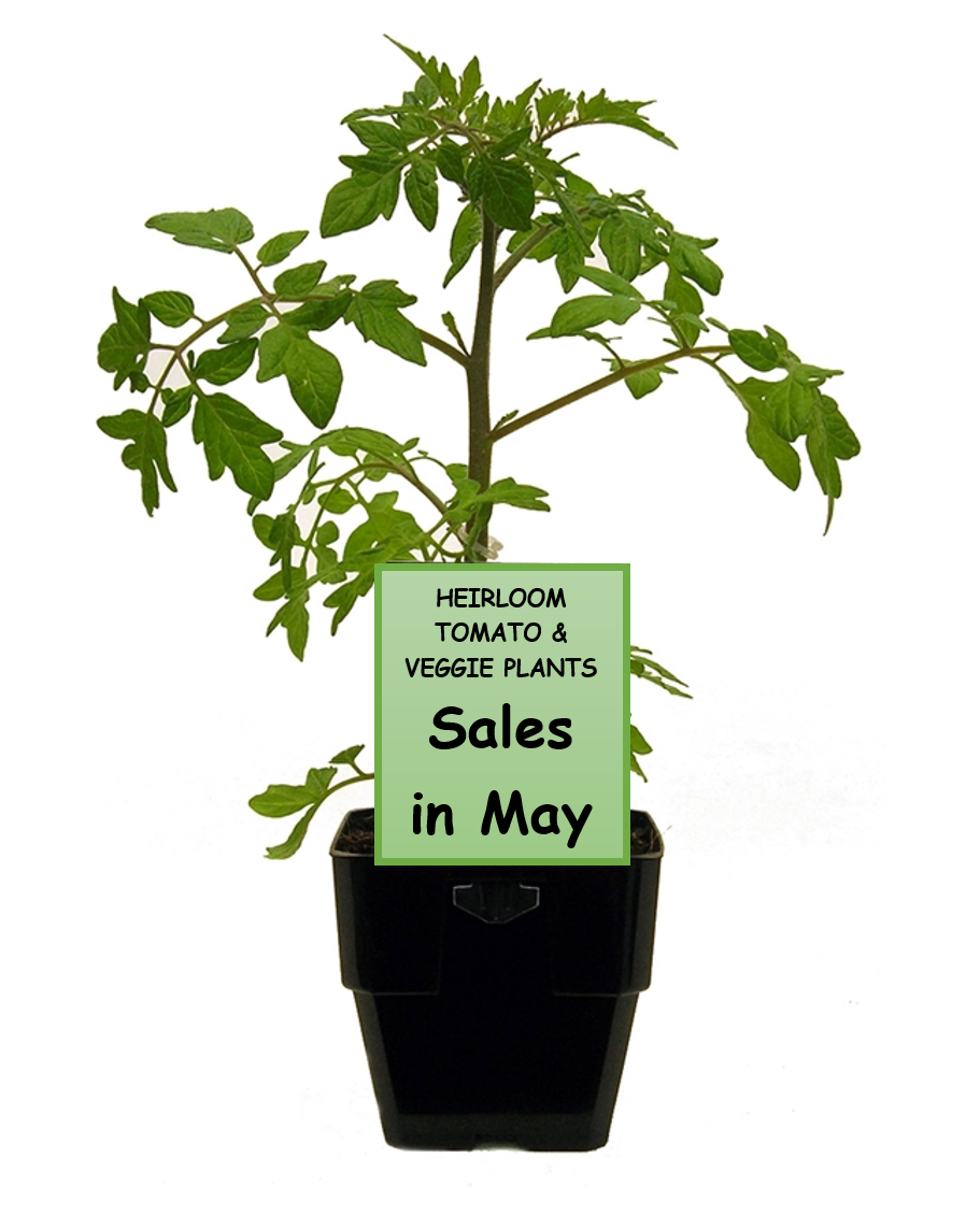 Heirloom Tomato Plant Sale