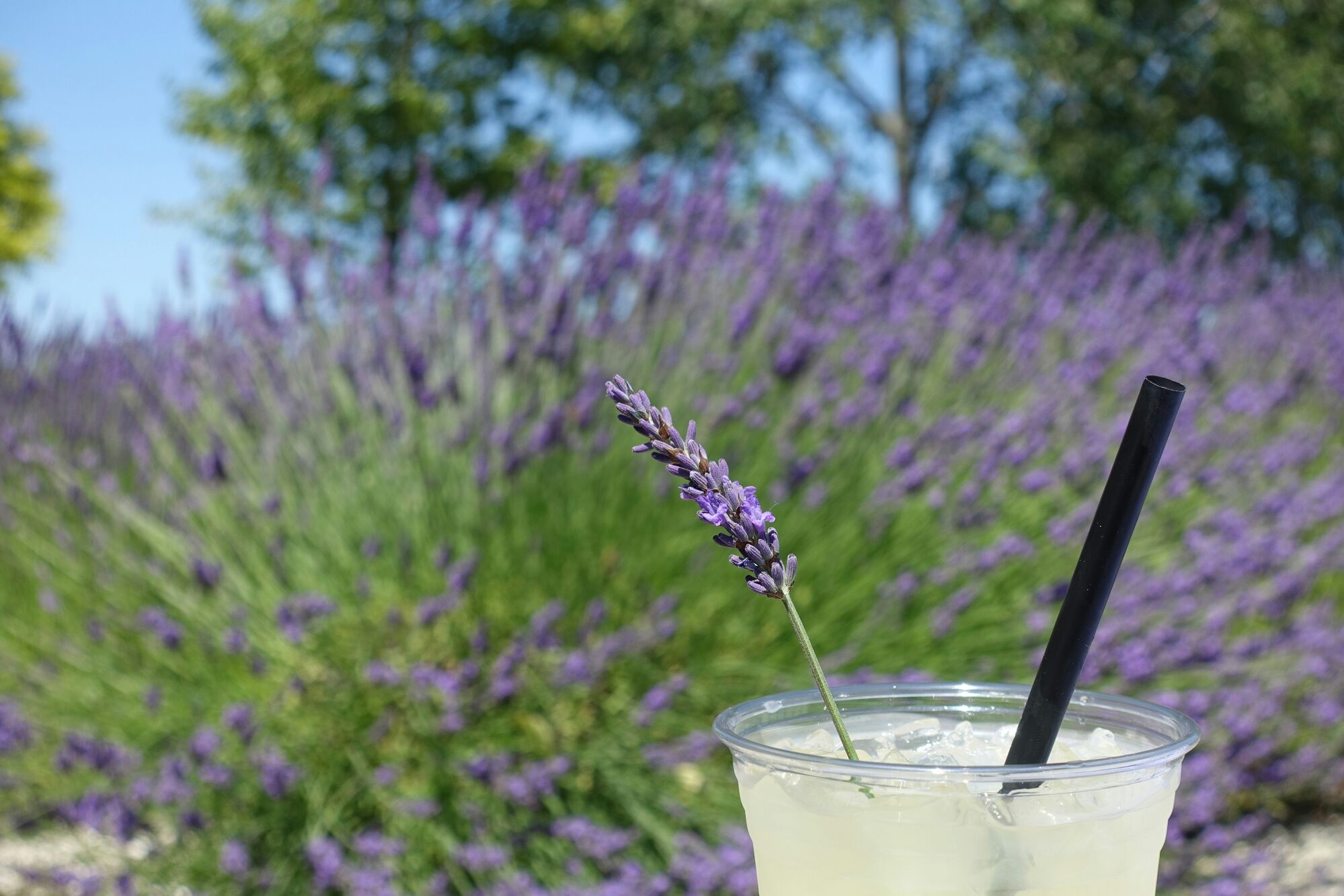 Lavender Lemonade Recipe