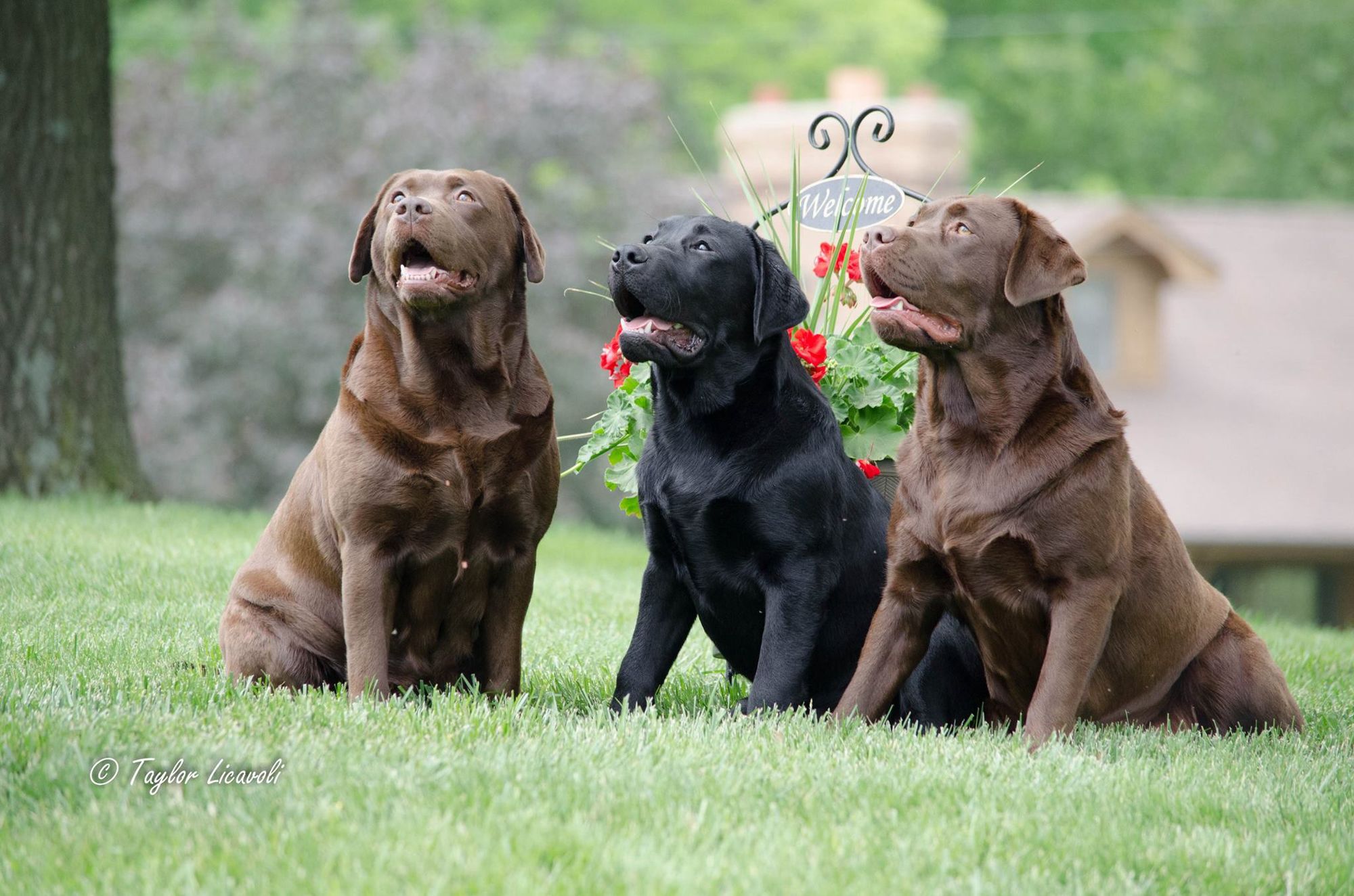 English best sale chocolate labrador