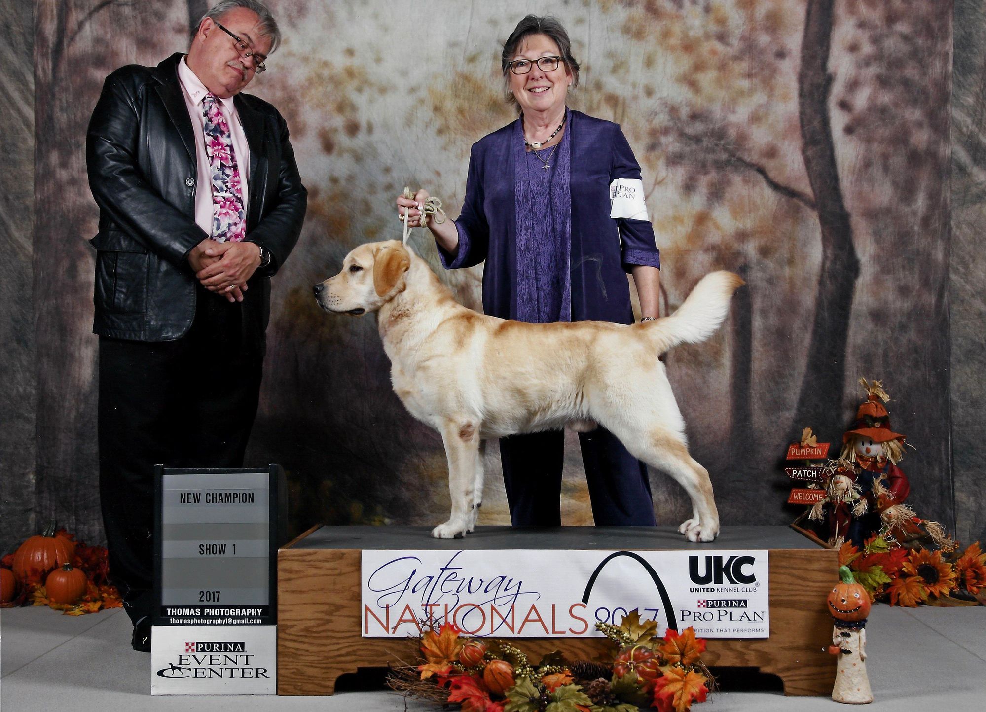 Kennel club labrador store breeders