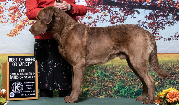 Ash chesapeake best sale bay retriever