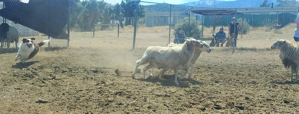 High desert best sale herding dogs